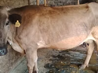 母牛, Cattle — 照片 4