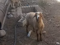 كبش, الأغنام — الصورة 1