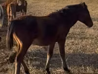 Hengst, Mugalzhar horse — Foto 2