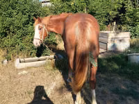 Yegua, Caballos — foto 2