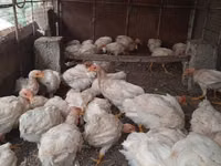 Chickens — Foto 1