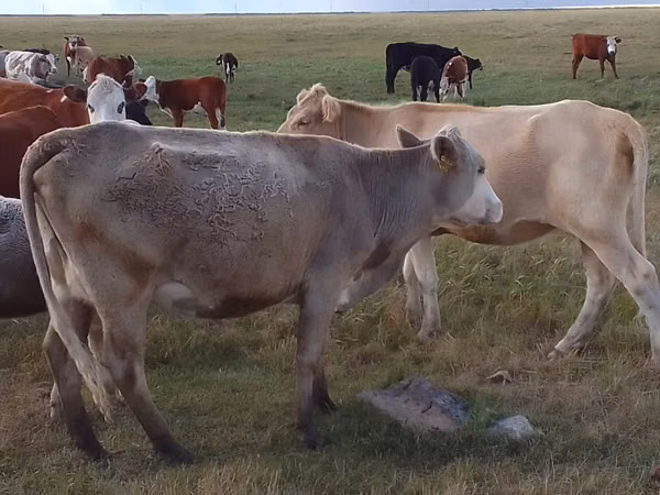 गाय, Simmental cattle — कज़ाखस्तान