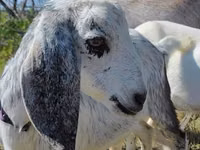 母山羊, Nubian Goat — 照片 1