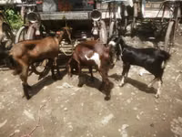 Cabra, Black Bengal goats — foto 1