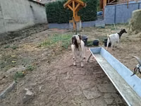 Ziegenbock, Boer goat — Foto 2