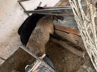 Schaf, Blackheaded Persian sheep — Foto 5