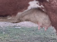 Сиыр, Simmental cattle — 3-сурет