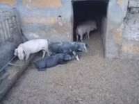 Schweine (Partie, Geschlecht nicht angegeben), Schweine — Foto 6