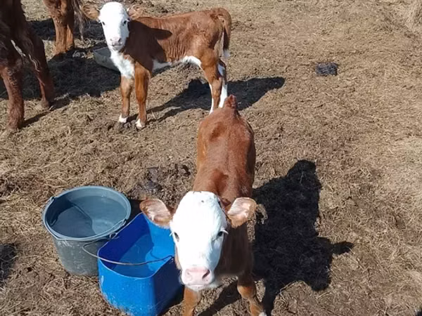 गाय, Latvian Blue cattle — कज़ाखस्तान