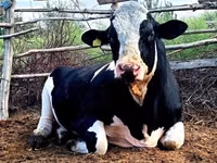 Toro, Raza Holstein — foto 1