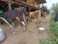 母牛, Alatau breed — 照片 2