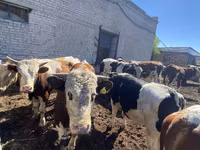 ثور, Simmental cattle — الصورة 3