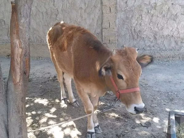 गाय, मवेशी — उज़्बेकिस्तान