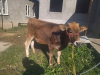 Vaca, Swiss cattle — foto 4