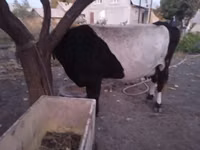 母牛, Holstein breed — 照片 3