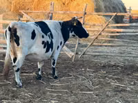 Kuh, Latvian Blue cattle — Foto 3