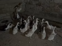 Geese — الصورة 5