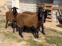 Ram, Sheep — photo 2