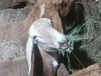 نعجة, Arashan sheep — الصورة 5