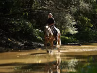 Hengst, Quarter Horse — Foto 2