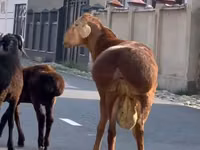 Widder, Karakul sheep — Foto 3