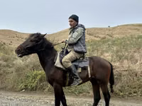 Hengst, Azerbaijan horse — Foto 2