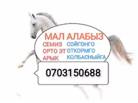 Букачар, Сиырлар — сүрөт 4