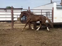 公马, Arabian horse — 照片 4