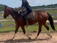 حصان, Thoroughbred horse — الصورة 2