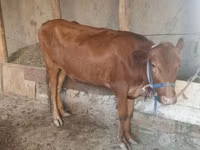 गाय, मवेशी — फ़ोटो 2