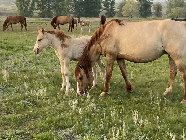 Caballo, Russian Heavy Draft