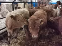 Toro, Vaca Limousin — foto 5