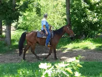 Hengst, Standardbred — Foto 7