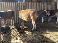 Sigir, Swiss cattle — 4-rasm