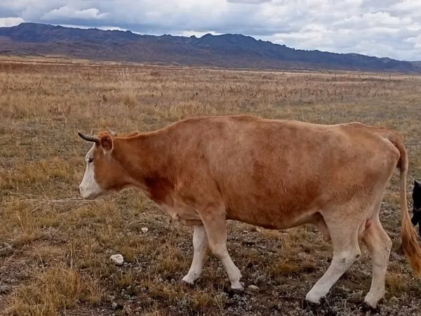 Vaca, Latvian Blue cattle