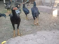 Chickens — Foto 3