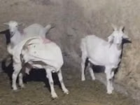 Эчки, Заанен кодуру — сүрөт 3