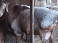 كبش, Hissar sheep — الصورة 4