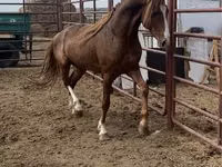 公马, Arabian horse — 照片 2