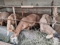 Widder, Arashan sheep — Foto 4