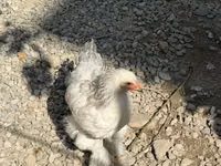 Brahma — Foto 3