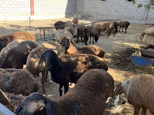 نعجة, Rhon sheep — قيرغيزستان