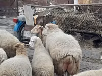 Schafe (Partie, Geschlecht nicht angegeben), Schafe — Foto 2