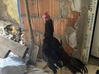 Chickens — Foto 2