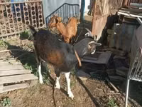 母山羊, Goats — 照片 5