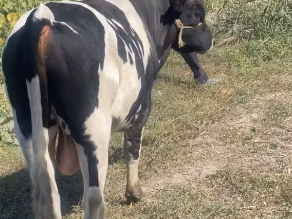 公牛, Russian Black pied cattle — 吉尔吉斯斯坦
