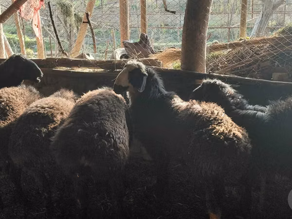 كبش, Hissar sheep — أوزبكستان