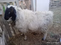 Widder, Blackheaded Persian sheep — Foto 4