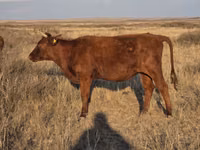 Vaca, Latvian Blue cattle — foto 3