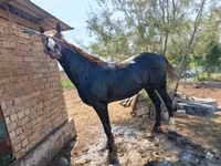 Айғыр, Kyrgyz Horse — 6-сурет
